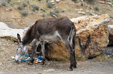 Animals