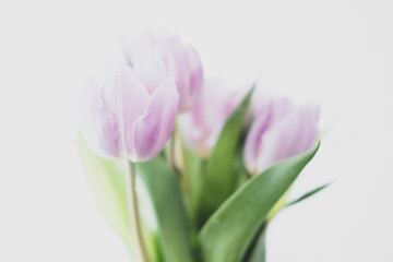 Close Up Tulip Bouquet