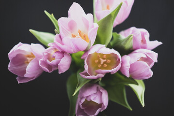 Naklejka na ściany i meble Bouquet of Tulips
