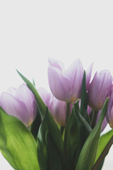Purple Tulips