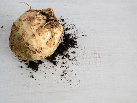 Celeriac bulb on a rustic white background and garden soil with copyspace