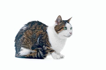 Side view of senior cat sitting and looking away. Isolated on white background.