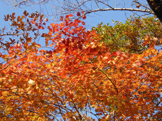 青空に映える紅葉