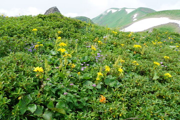 百花繚乱の鳥海山