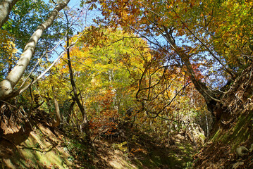 紅葉の山道