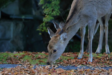 奈良公園　奈良　日本