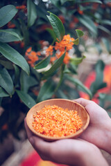 Hand holding osmanthus picked in autumn