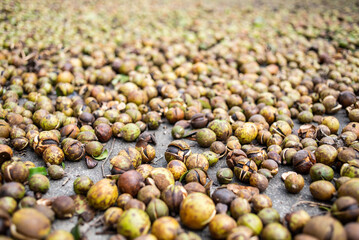Autumn sun-dried camellia seeds