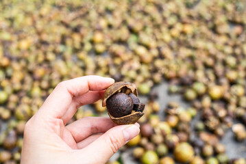 Cracked camellia fruit in autumn