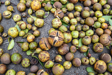 Autumn sun camellia seeds background material