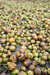 Autumn sun camellia seeds background material