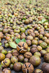 Autumn sun camellia seeds background material