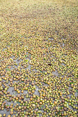 Autumn sun-dried camellia seeds