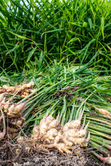 Fresh ginger in autumn harvest