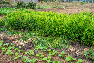 Ginger grown in vegetable field