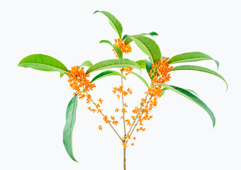 osmanthus branch on white background