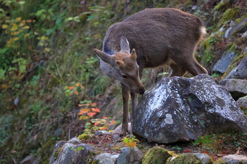 Naklejka premium 奈良公園 奈良 日本