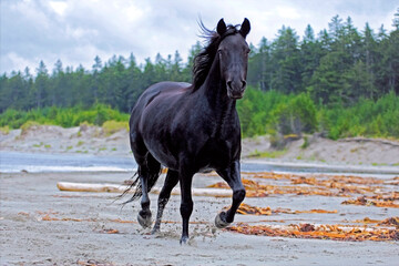 Fototapeta na wymiar Black Morgan Horse |Gelding running on sandy beach.