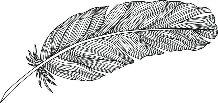 Vector feather. Hand drawn. Vintage art illustration