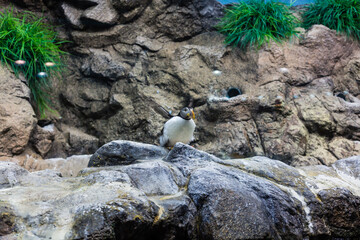 Penguins in Loro Park (Loro Parque). Loro Park is one of the most famous parks in Europe, Tenerife, Canary Islands.