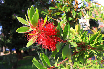 Close up view of Creek Bottlebrush or Myrtaceae