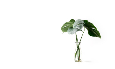 Fototapeta na wymiar Monstera tropical palm leaves in a glass vase standing on white table, front view, space for a text