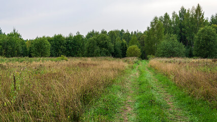 forest road, landscape