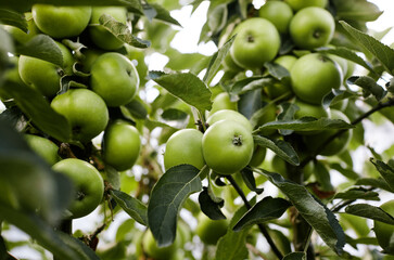 Ripe apples on a tree in a garden. Organic apples hanging from a tree branch in an apple orchard