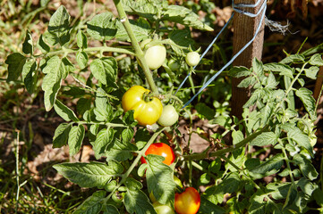 Tomato grows in the garden. Growing fresh vegetables at farm