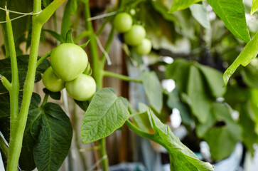 Tomato grows in a greenhouse. Growing fresh vegetables in a greenhouse