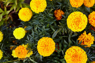 Tagetes patula french marigold yellow orange flower. Close up beautiful Marigold flower & leaf (Tagetes erecta, Mexican, Aztec or French marigold) in garden. Selective focus