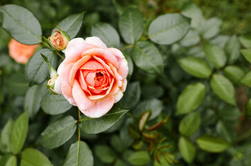 Pink rose in the garden. A bush of beautiful rose in summer light. Beautiful spring or summer blooming rose plant