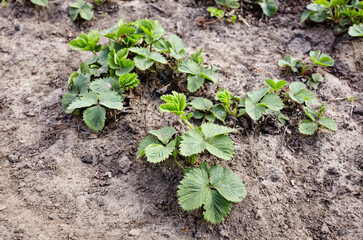 Close-up view of green strawberry leaves in the garden. Green bushes of a strawberry at summer. Selective focus, blurred background