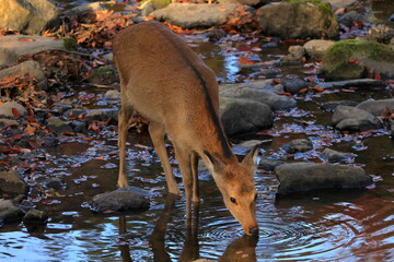 奈良公園　奈良　日本