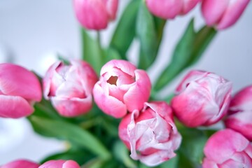 Bouquet of beautiful pink tulips on white background.