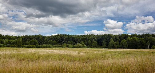 Panoramic photo of dense forest against the sky and meadows. Beautiful landscape of a row of trees...
