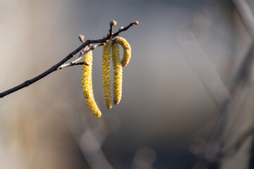 Hazel pollen in spring