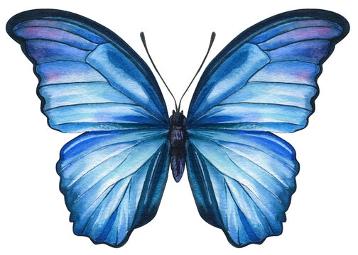 Blue butterfly on an isolated white background, watercolor illustration, hand drawing, painting