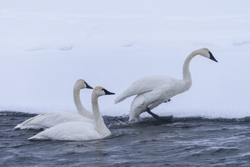 Trumpeter Swans swimming in the Yellowstone River, Wyoming.