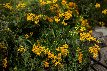 Fototapeta premium tansy flowers 