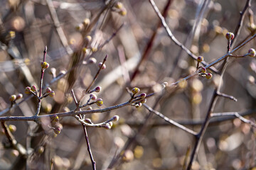 Buds on a tree in spring