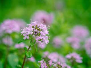 風に揺れるピンクの花