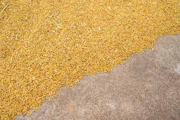 Autumn harvest golden yellow rice