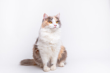 cute grey and white fluffy cat sitting on a white background