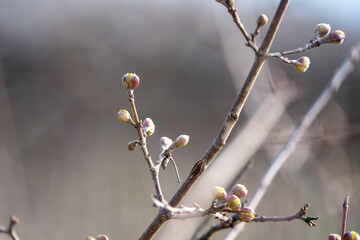 Buds on a tree in spring