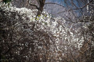 Paysage hivernal en Italie