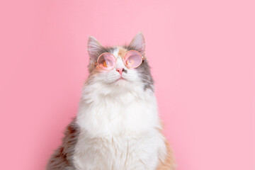 portrait of a funny cute gray and white fluffy cat in sunny pink glasses lying on a pink background