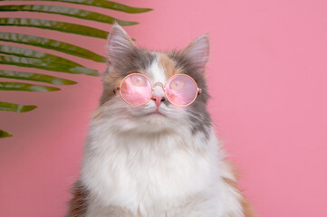 portrait of a funny cute cat gray with white, fluffy in sunny pink glasses lying on a pink background on vacation with a palm tree