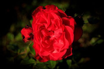 Rose (rot)