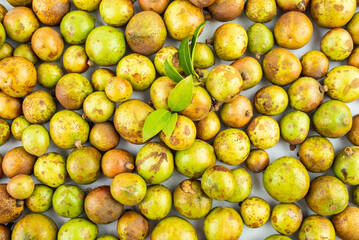 Fresh camellia fruit picked in autumn